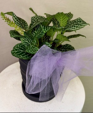 mosaic plant  mosaic plant