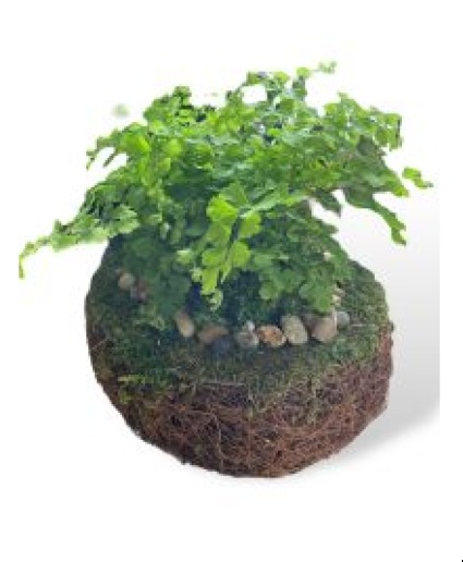 Mossy Fern in Woven Pot Potted Plant