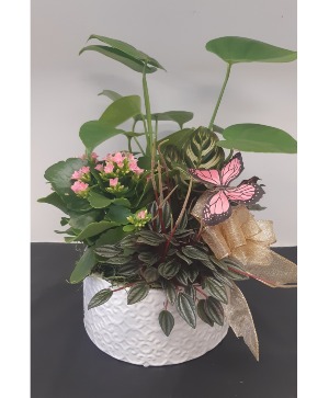Mother Green Thumb Plants