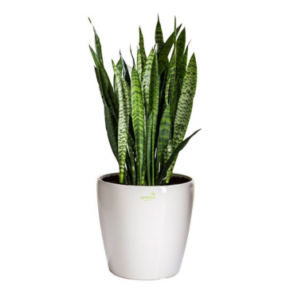 MOTHER-IN-LAW'S TONGUE    Sansevieria trifasciata 