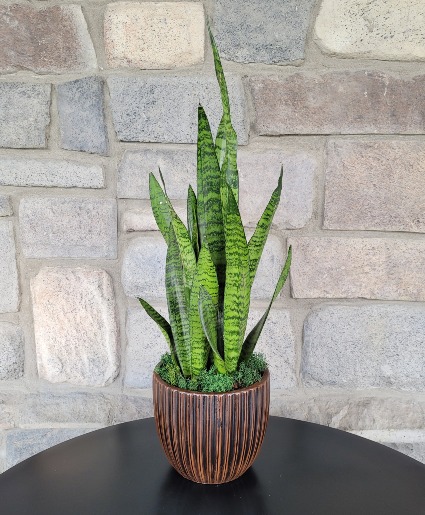 Snake Plant-Filters indoor air Sansevieria trifasciata laurentii in  Highland, UT - Painted Daisy Florist