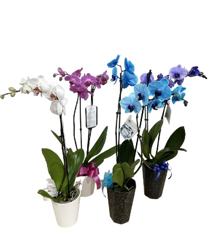 Valentines 2026 Waterfall Orchids in Pot