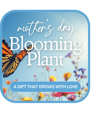 Mother's Day Blooming Plant Mother's Day
