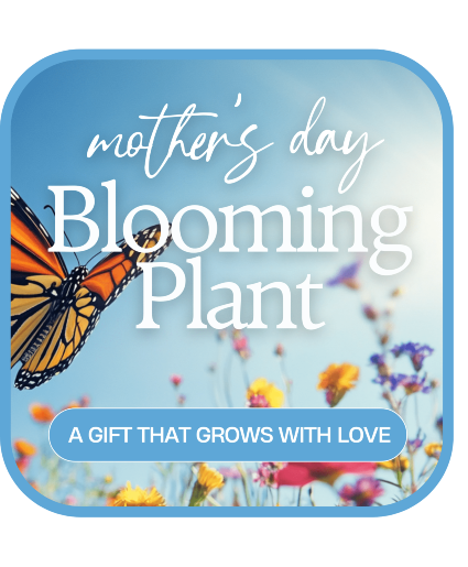 Mother's Day Blooming Plant Mother's Day