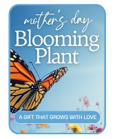 Mother's Day Blooming Plant Plant