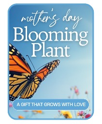 Mother's Day Blooming Plant Plant