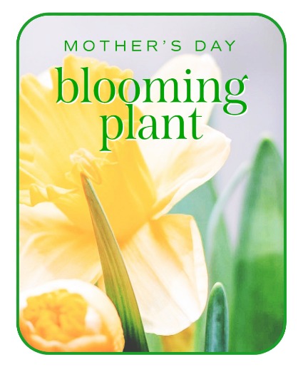 Mother's Day Blooming Plant Plant