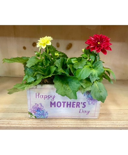 Mother's Day Dahlietta Planter 