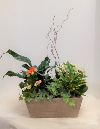 Large Dish Garden 