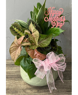 Mother's Day Dish Garden