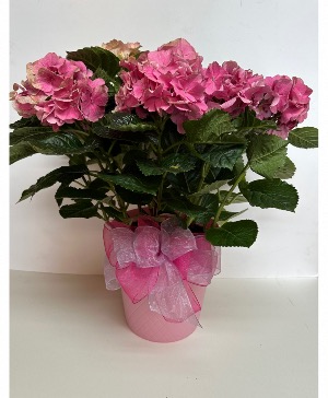 Mother’s Day Hydrangea Outdoor Plant