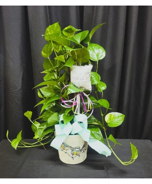 MOTHER'S DAY IVY PLANT PLANT ARRANGEMENT