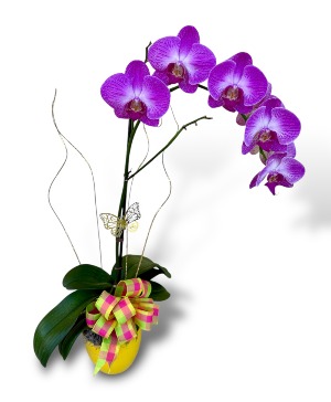 Violet or White Orchid Plant SOLD OUT 