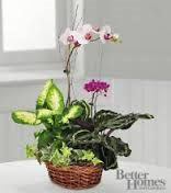 Orchid Garden 