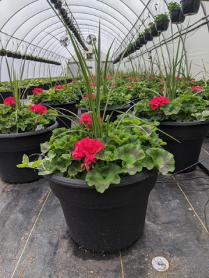 Beautiful Patio Garden Two Sizes Med, Large. Flowers and Colors may vary.