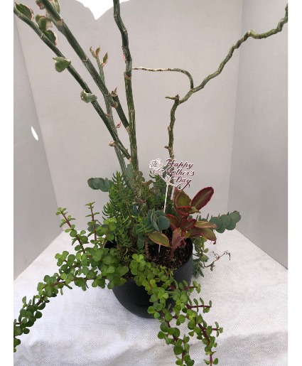 Mother's Day Special 45 Inch Tall Assorted Plants in 9.5 Inch Pot