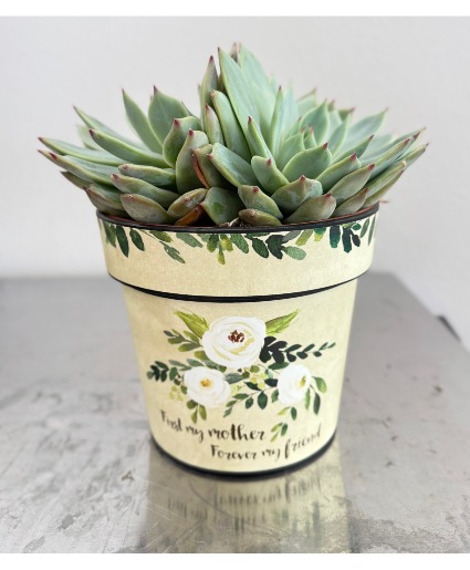 Succulent plant  plant