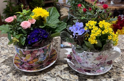 Mother's Day Teacup Garden Blooming plants assorted