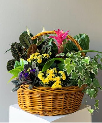 Indoor Garden Oasis  