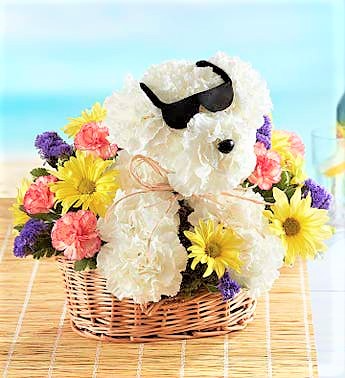 Mr. Cool Pup In a Dog Eat Dog World, There's Mr. Cool! in Gainesville, FL | PRANGE'S FLORIST- Sara & Lilli V