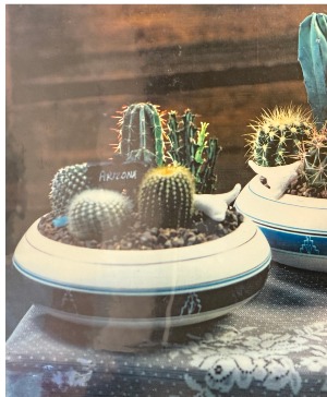 Multi-Catcti Garden Cactus