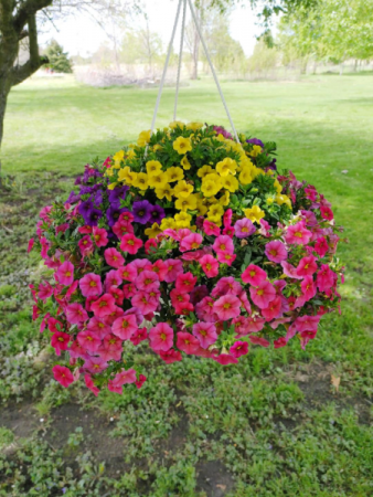 Multi Colored Hanging Basket 