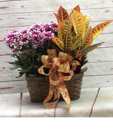 Mum & Croton Combo  in Culpeper, VA | ENDLESS CREATIONS FLOWERS AND GIFTS