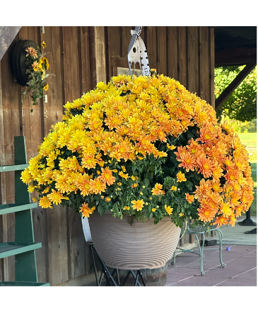 Mum Hanging Basket Bundle - 2 plants  in Gilford, NH | Alton Florist
