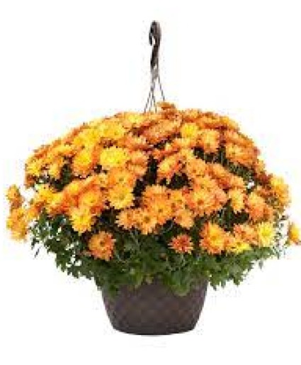 Mum Hanging Basket 