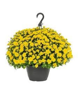 Mum Hanging Basket 