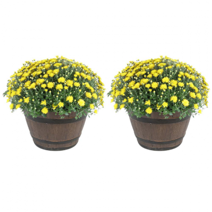 Mum in a Container colors and container may vary