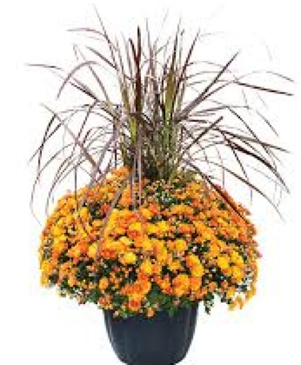 Hardy Mum w/ Fountain Grass Outdoor Plant