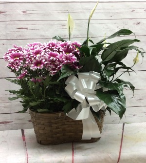 Mum & Peace Lily Combo Basket 79.99