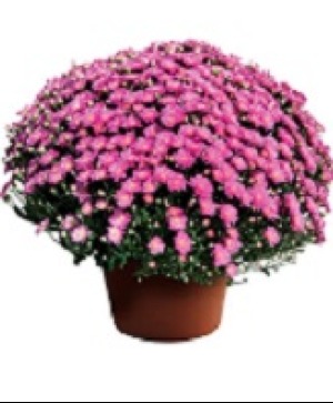 Mum  Avail. Sept. 10 12" Plant