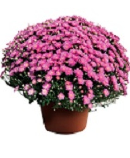 Mum  Avail. Sept. 10 12" Plant