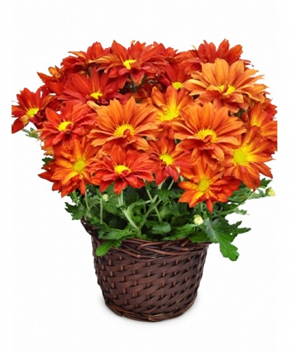 Mum Plant Basket