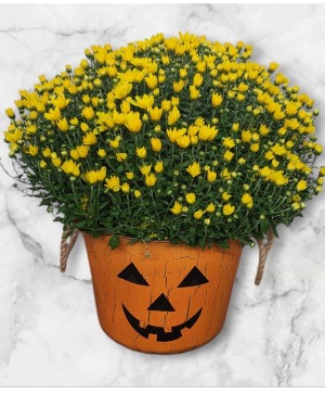 Spooktacular Mum Plant FHF-MJ Local Delivery Only
