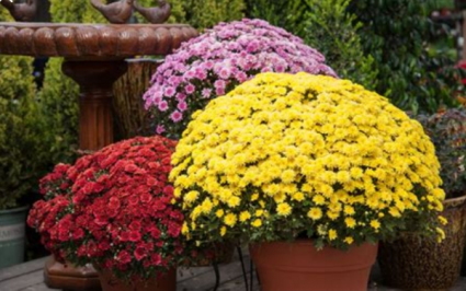 Mum plant lical delivery. Colors will vary 
