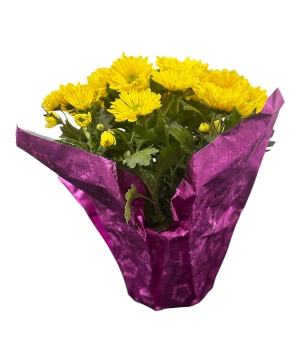 Mum Spring