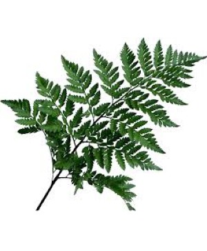 Leathe Leaf 