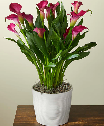 My Darling Pink Calla Lily Plant in Greenville, NC - A FLING OF