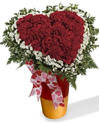 My Heart Carnations 