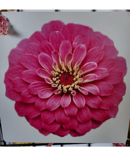 My Yard My Flower #C Photography Pictures