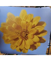 My Yard My Flower #D Photography Pictures