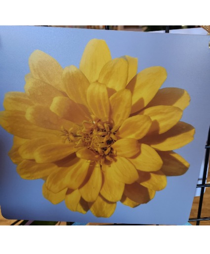 My Yard My Flower #D Photography Pictures