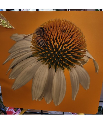 My Yard My Flower #I Photography Pictures