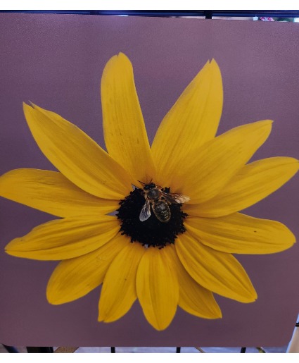 My Yard My Flower #K Photography Pictures