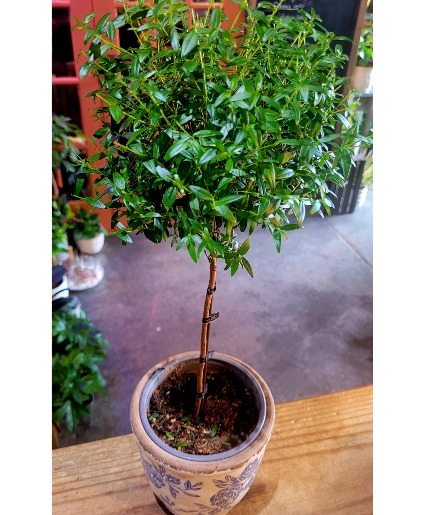 Myrtle Topiary 