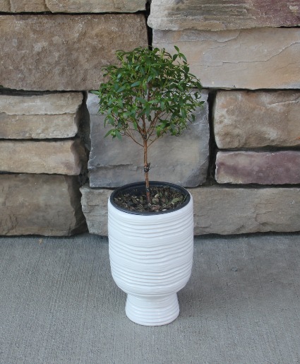 Myrtle Topiary House Plant
