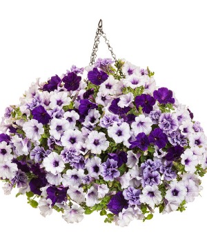 Nantucket- 12" Annual Hanging Basket Nantucket- 12" Hanging Basket- Color Scheme: Purple